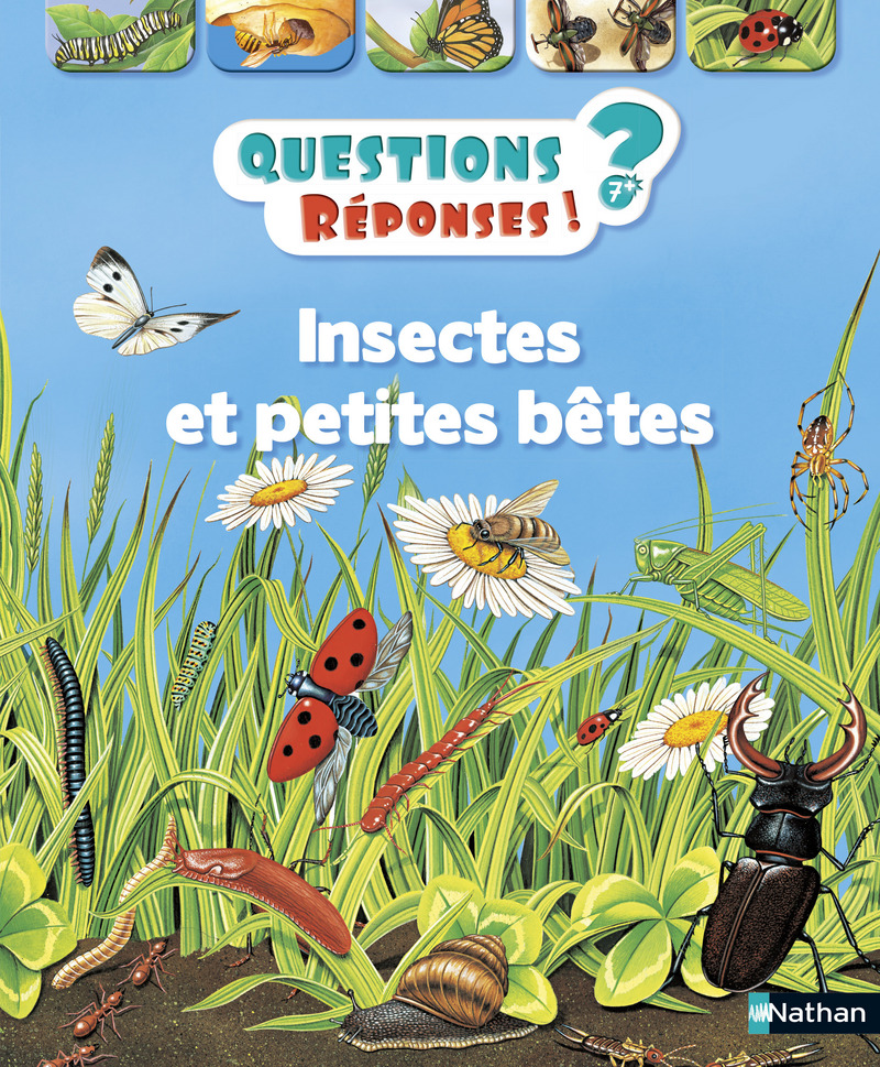 Insectes et petites bêtes – Questions/Réponses – doc dès 7 ans